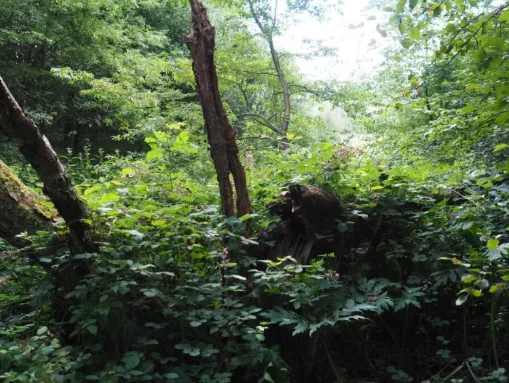 Lokis "Urwald" am Brahmsee