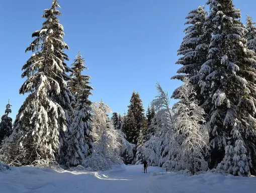 Winterwandern in Lindenberg