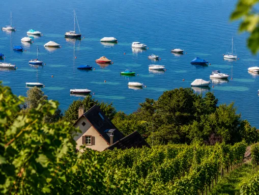 Wunderschöner Blick von den erhöhten Weinbergen auf den tiefblauen Bodensee