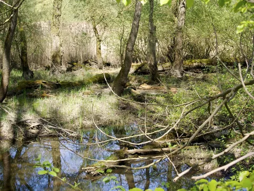 Bois de Munchhausen - geschützte Auenlandschaft im Naturschutzgebiet Sauer-Delta