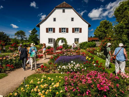 Nöggenschwiel - bekannt als Rosendorf