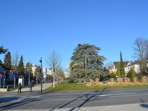 Adenauerallee, Parkanlage mit Kaiserzeder