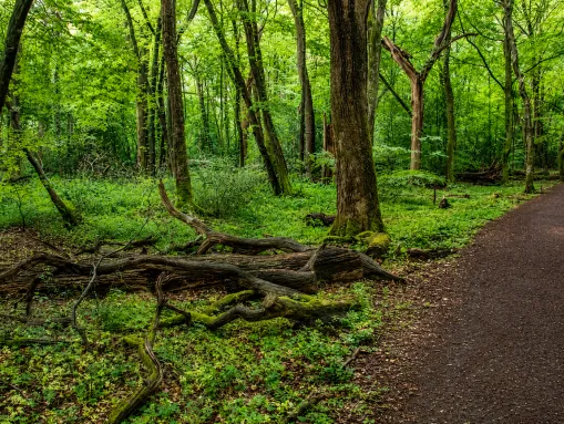 Neuenburger Urwald bei Zetel