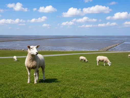 Nordseedeich bei Lüttmoorsiel im Beltringharder Koog, in direkter Nachbarschaft von Breklum