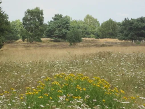 Naturschutzgebiet Sager Meere, Kleiner Sand und Heumoor