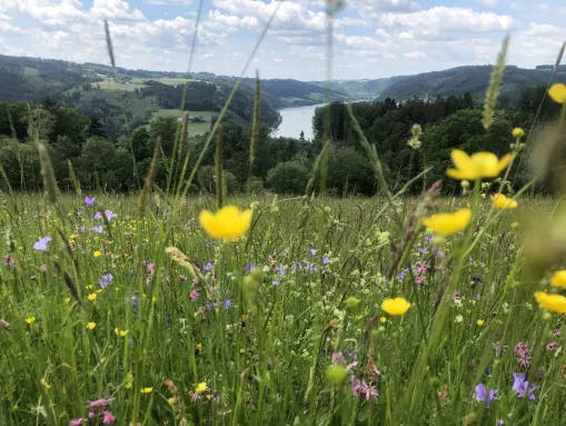 Königlicher Panoramablick: Von Kellberg tief hinunter ins Donautal.